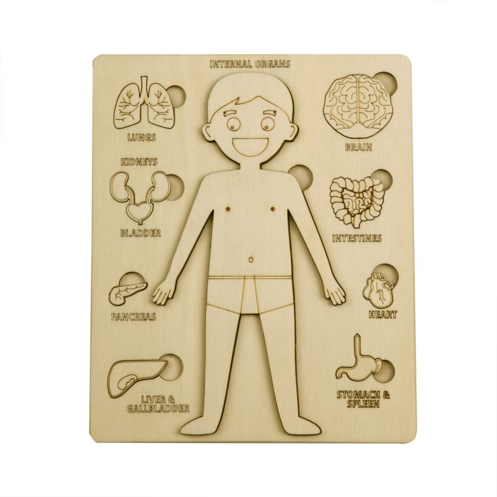 Une planchette de bois pour enfant ou est dessiné un corps humains et les organes associés